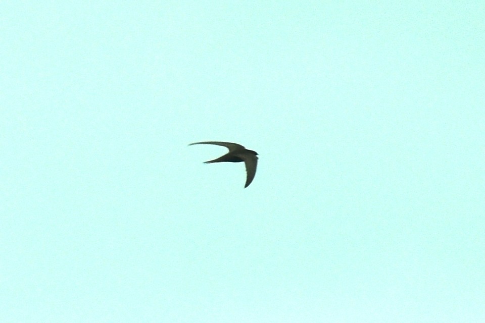 Common Swift - ML622170427