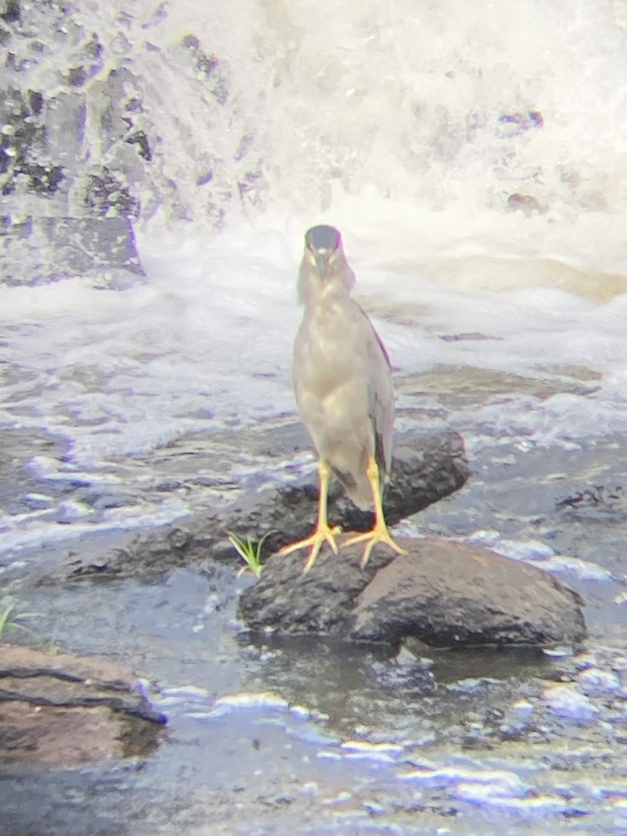 Black-crowned Night Heron - Mike Baird