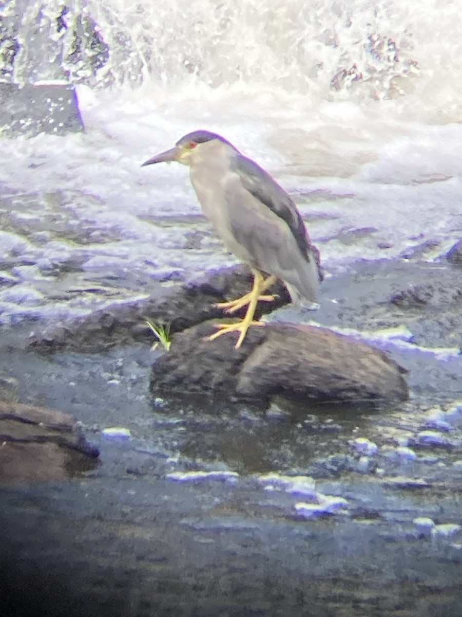 Black-crowned Night Heron - Mike Baird