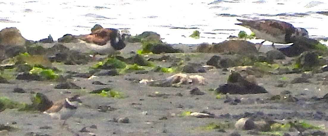 Ruddy Turnstone - ML622170476