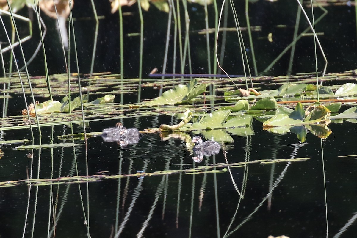 Pied-billed Grebe - ML622170533