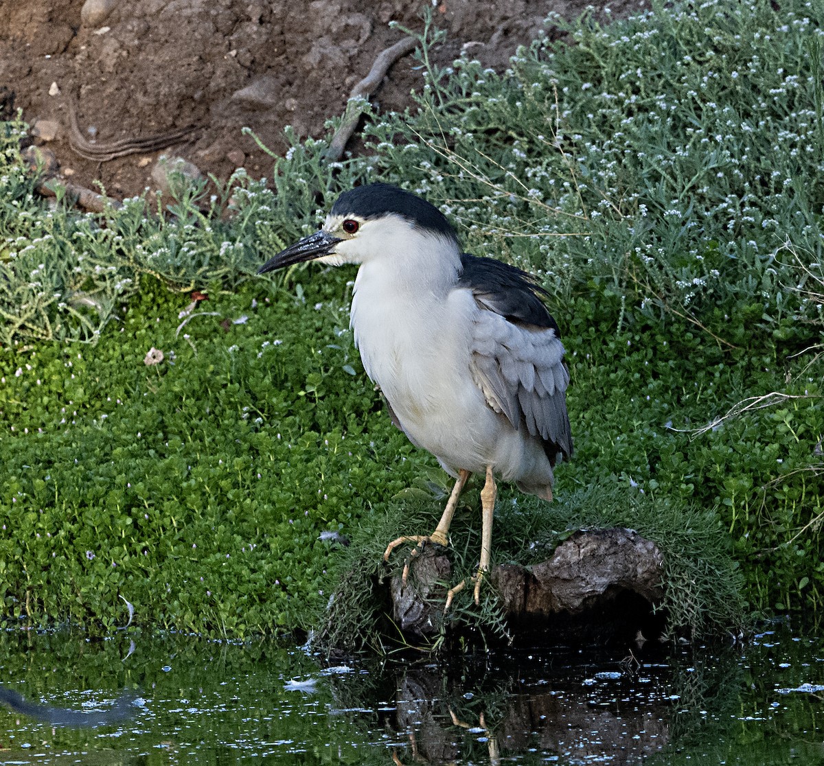 Black-crowned Night Heron - Terry Hurst