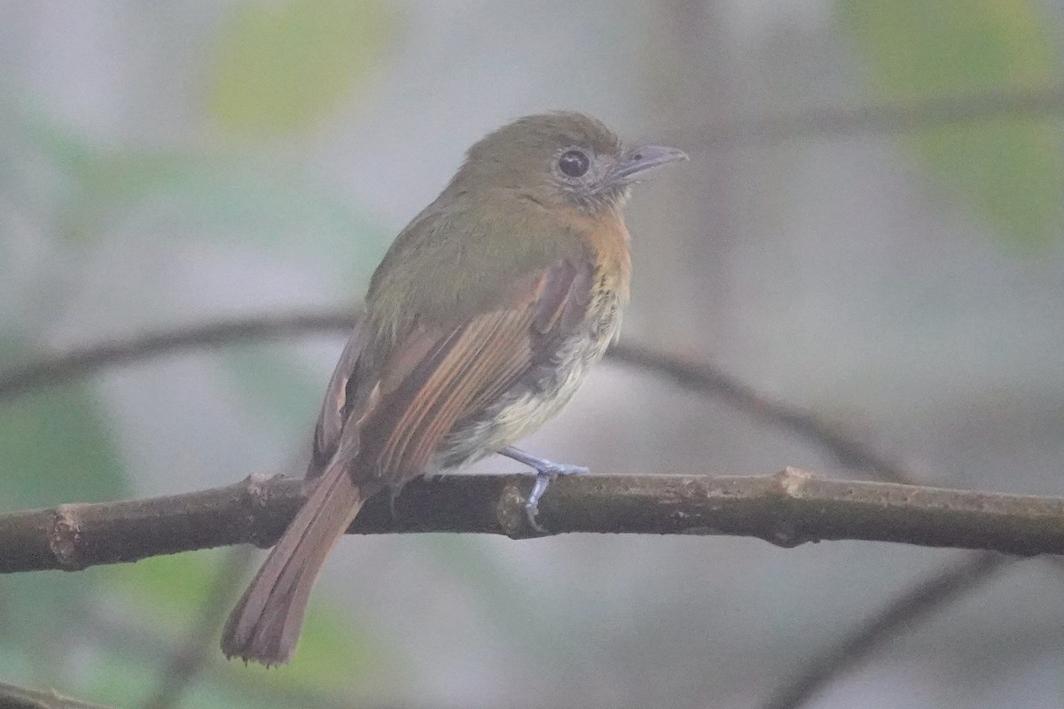 Fulvous-breasted Flatbill - ML622170767