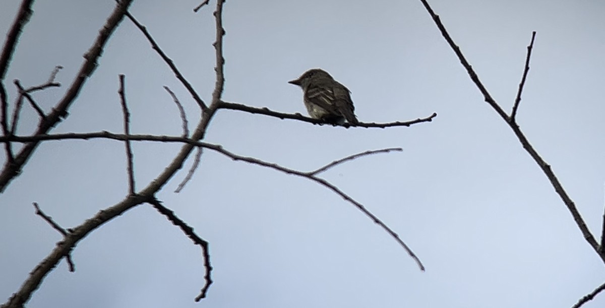 Eastern Wood-Pewee - ML622171018