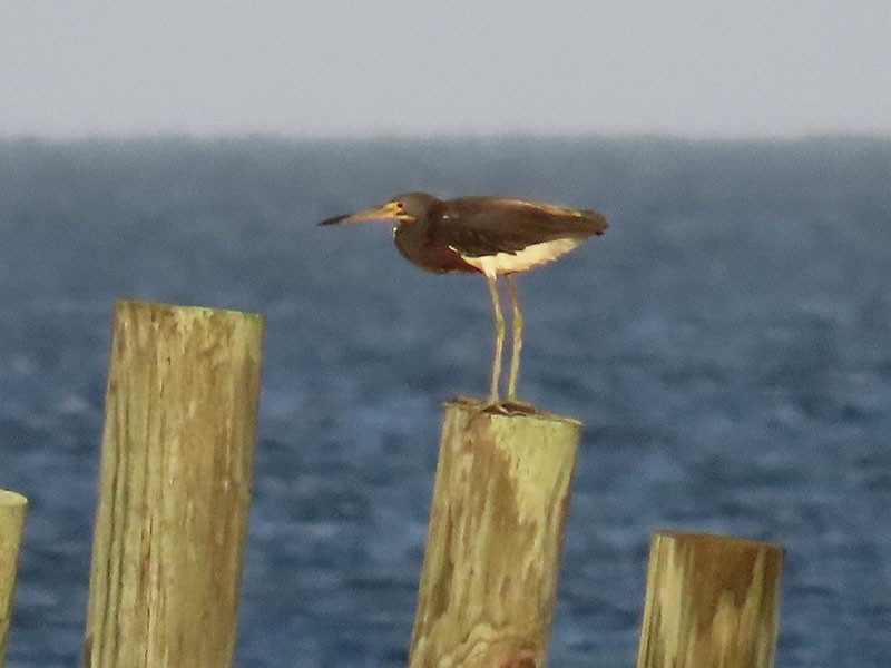 Tricolored Heron - ML622171020