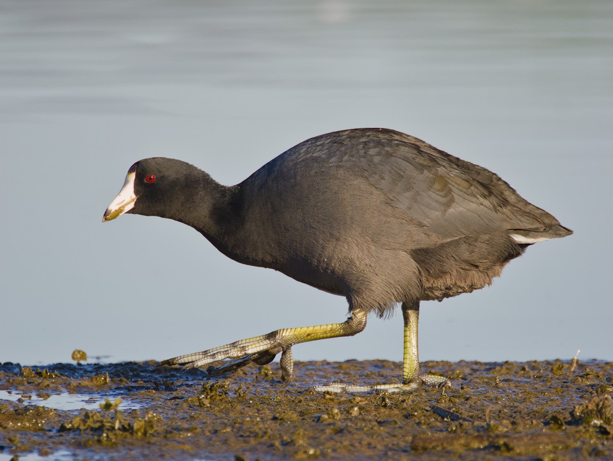 American Coot - ML622171021