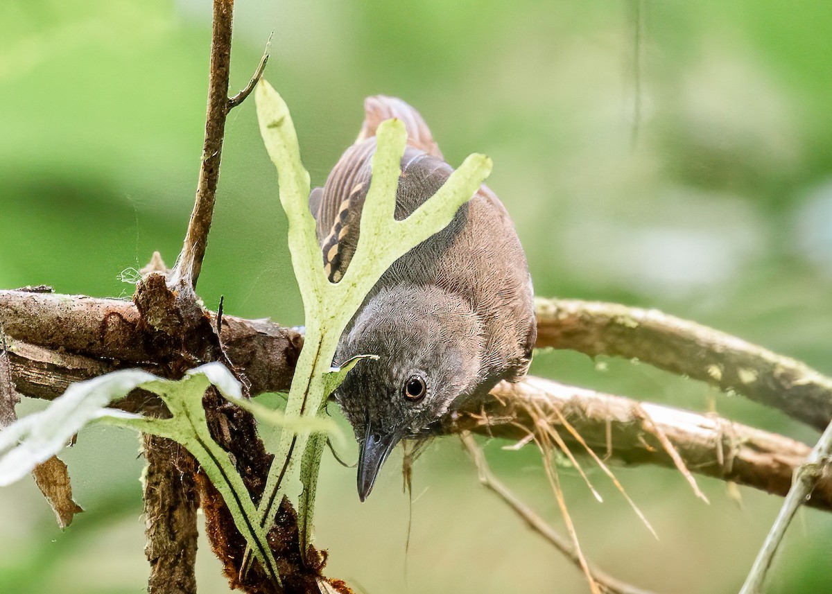 Checker-throated Stipplethroat - ML622171030