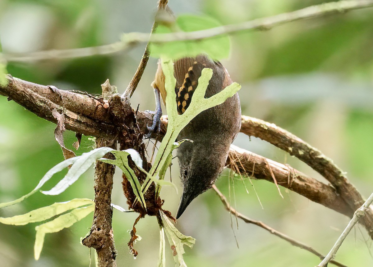 Checker-throated Stipplethroat - ML622171035