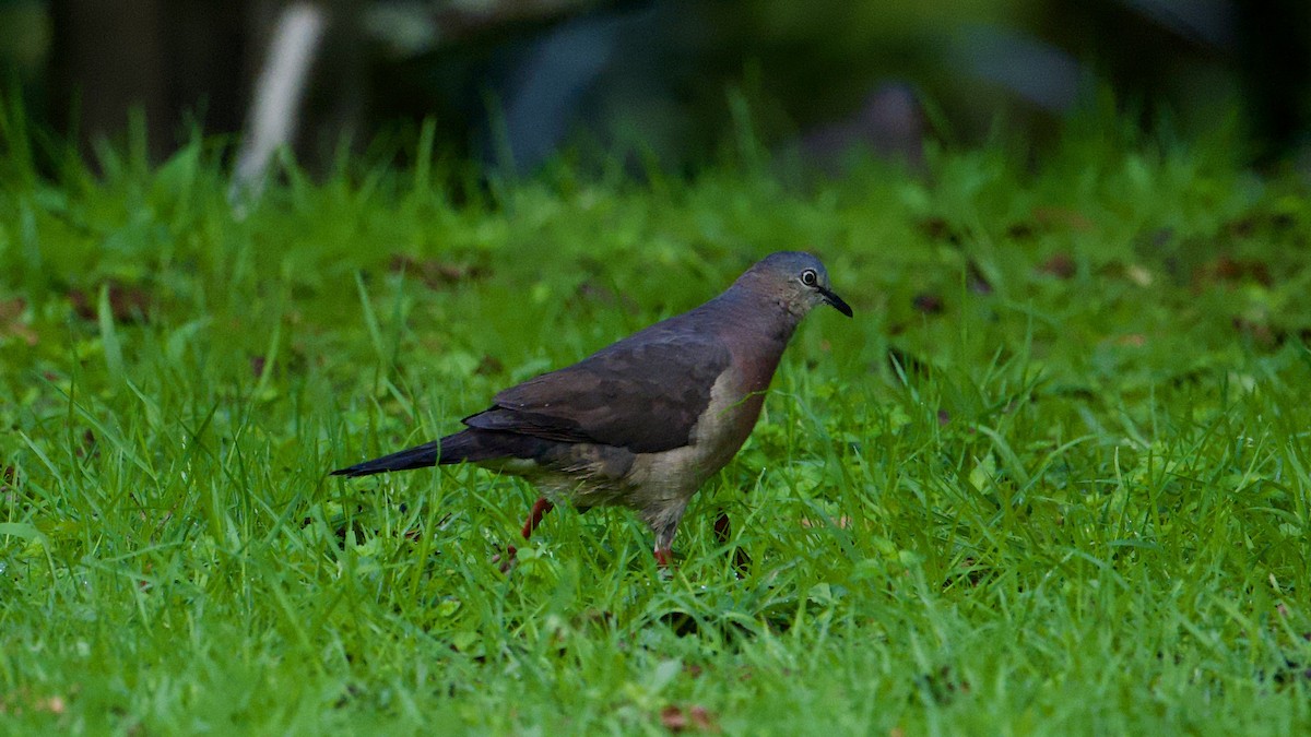 Tolima Dove - ML622171070