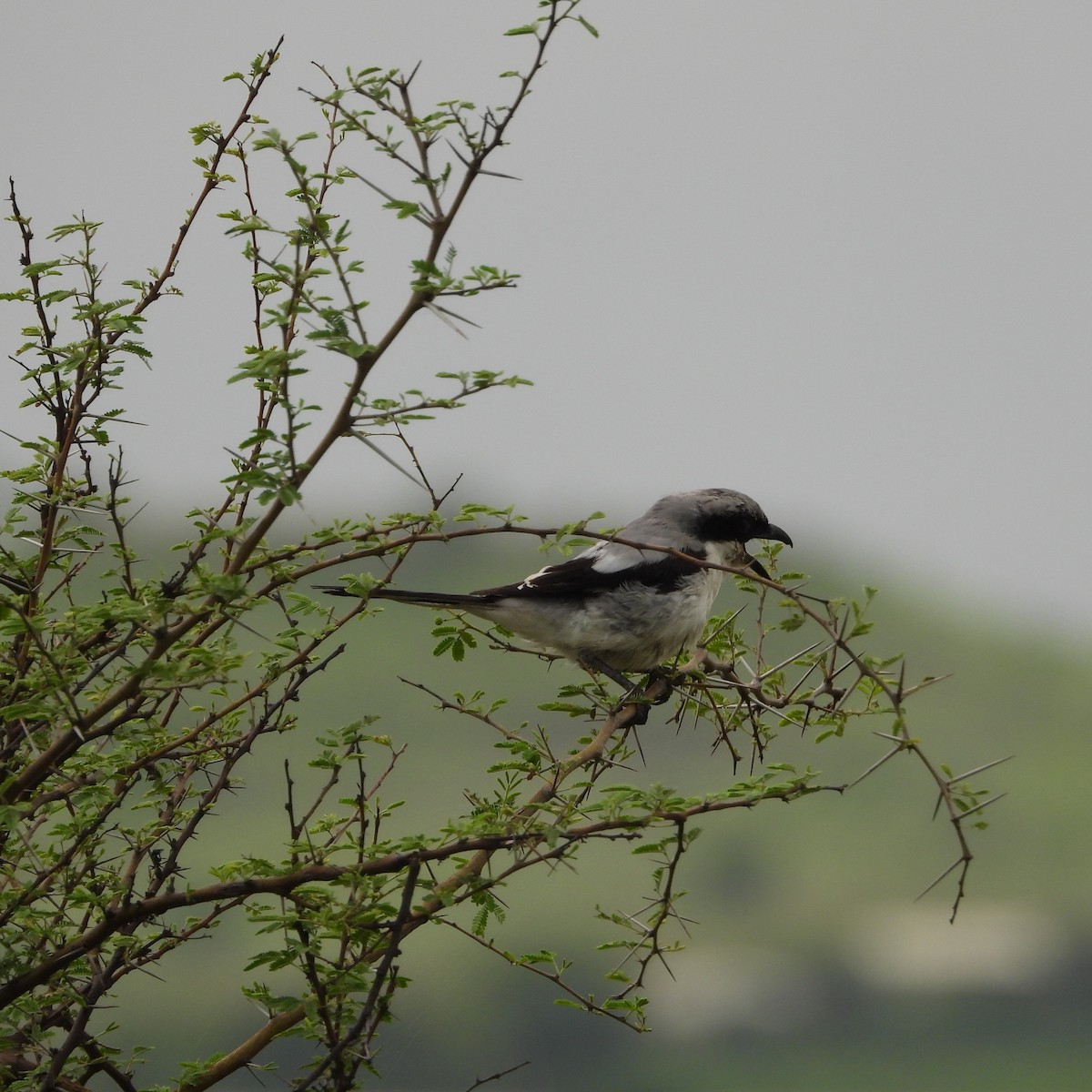 Great Gray Shrike - ML622171116