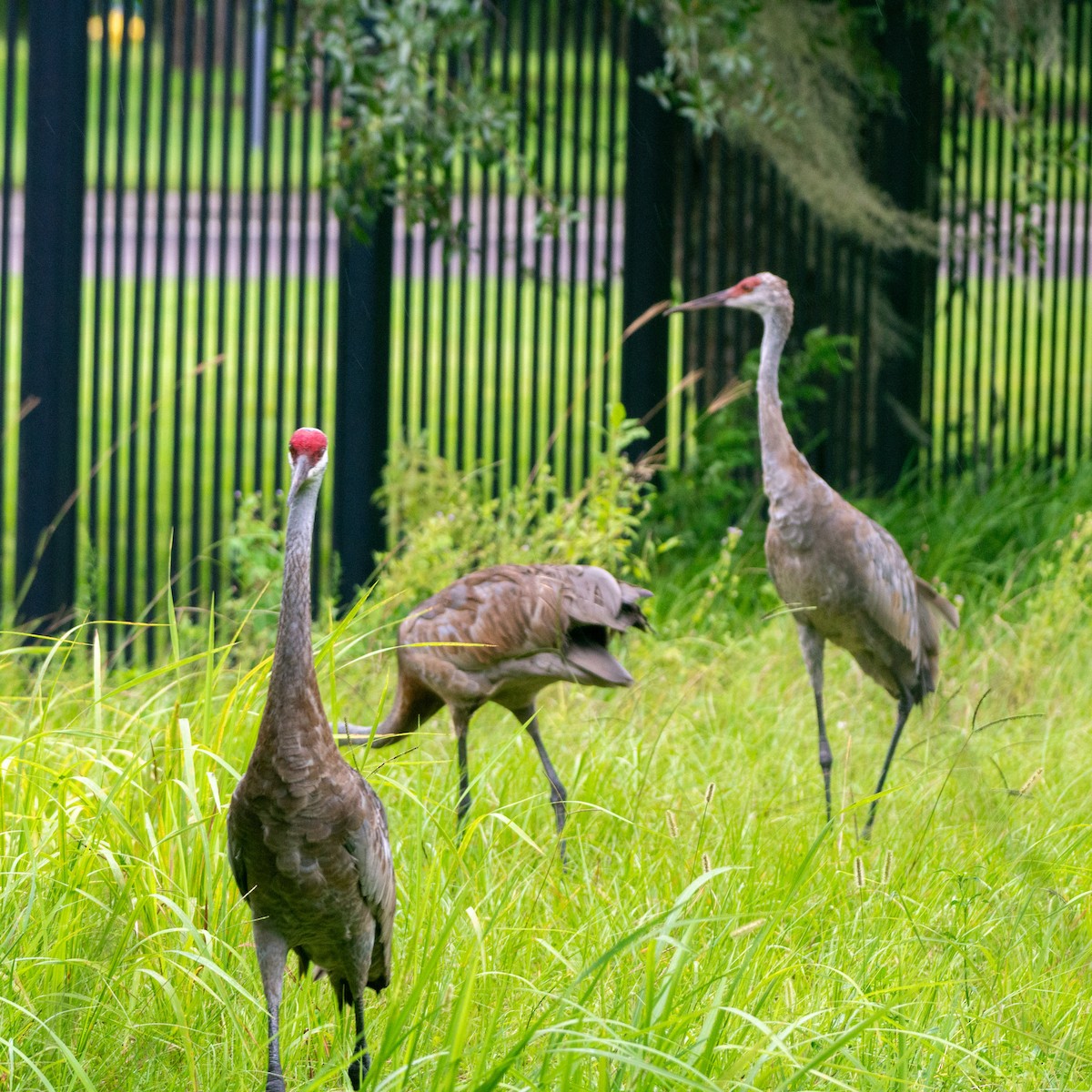 Sandhill Crane (pratensis) - ML622171121