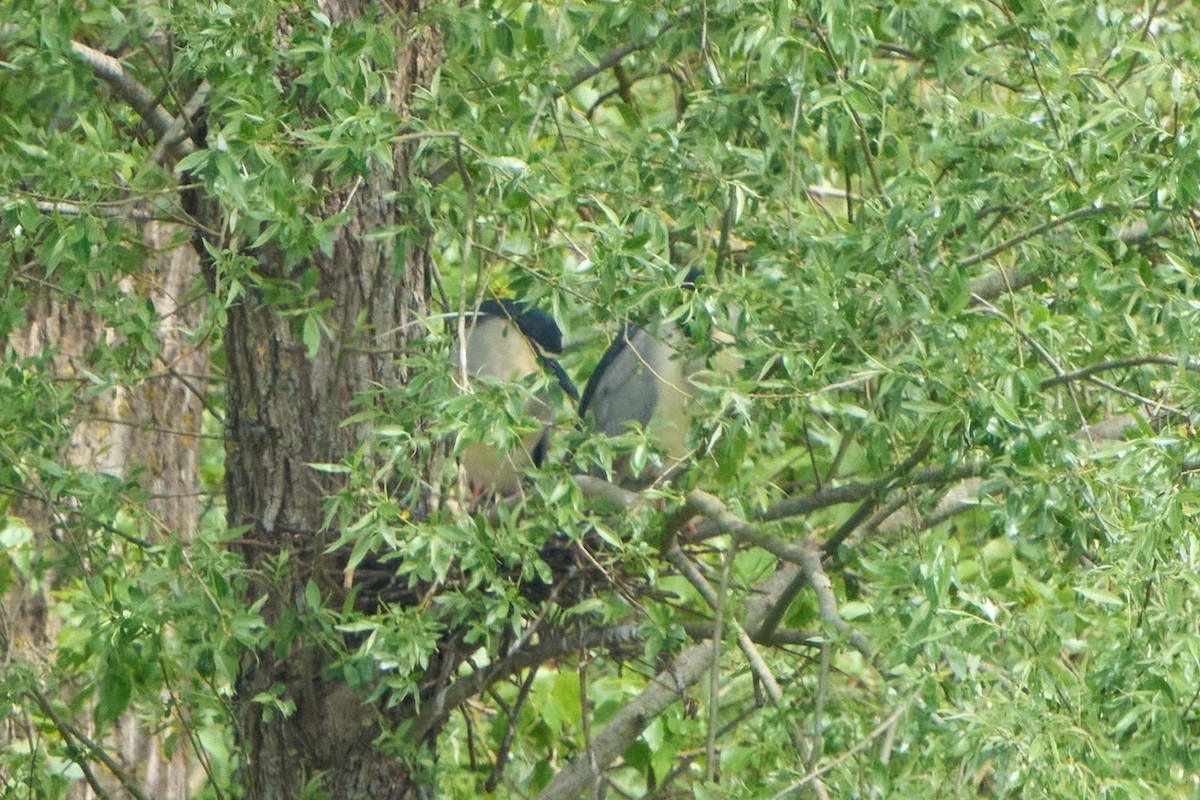 Black-crowned Night Heron - Samantha Vincentini