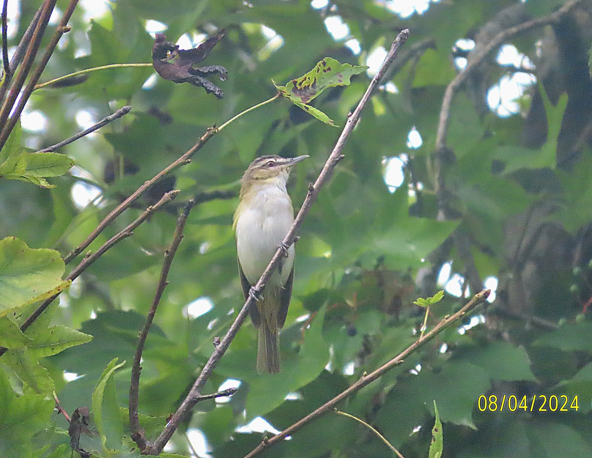 Red-eyed Vireo - ML622171330