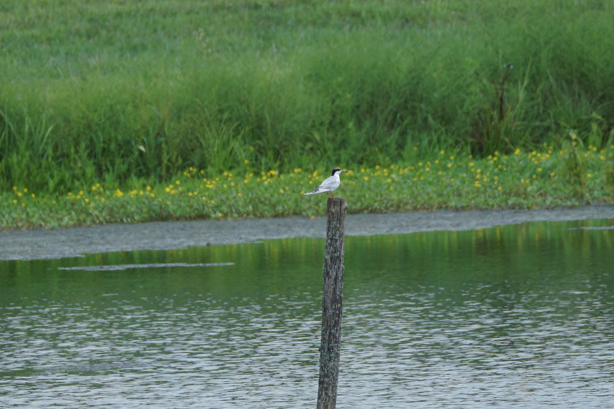 Forster's Tern - Chase Wilson