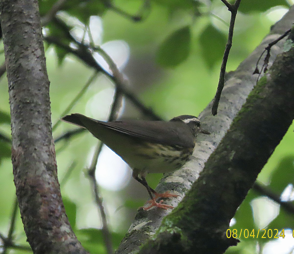 Louisiana Waterthrush - ML622171358