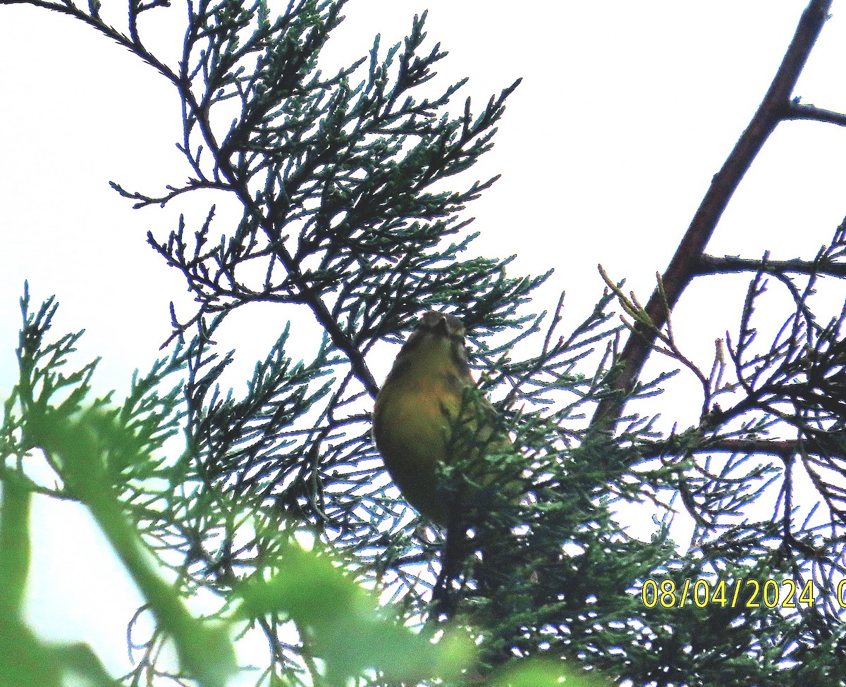 Prairie Warbler - Kathy Hart