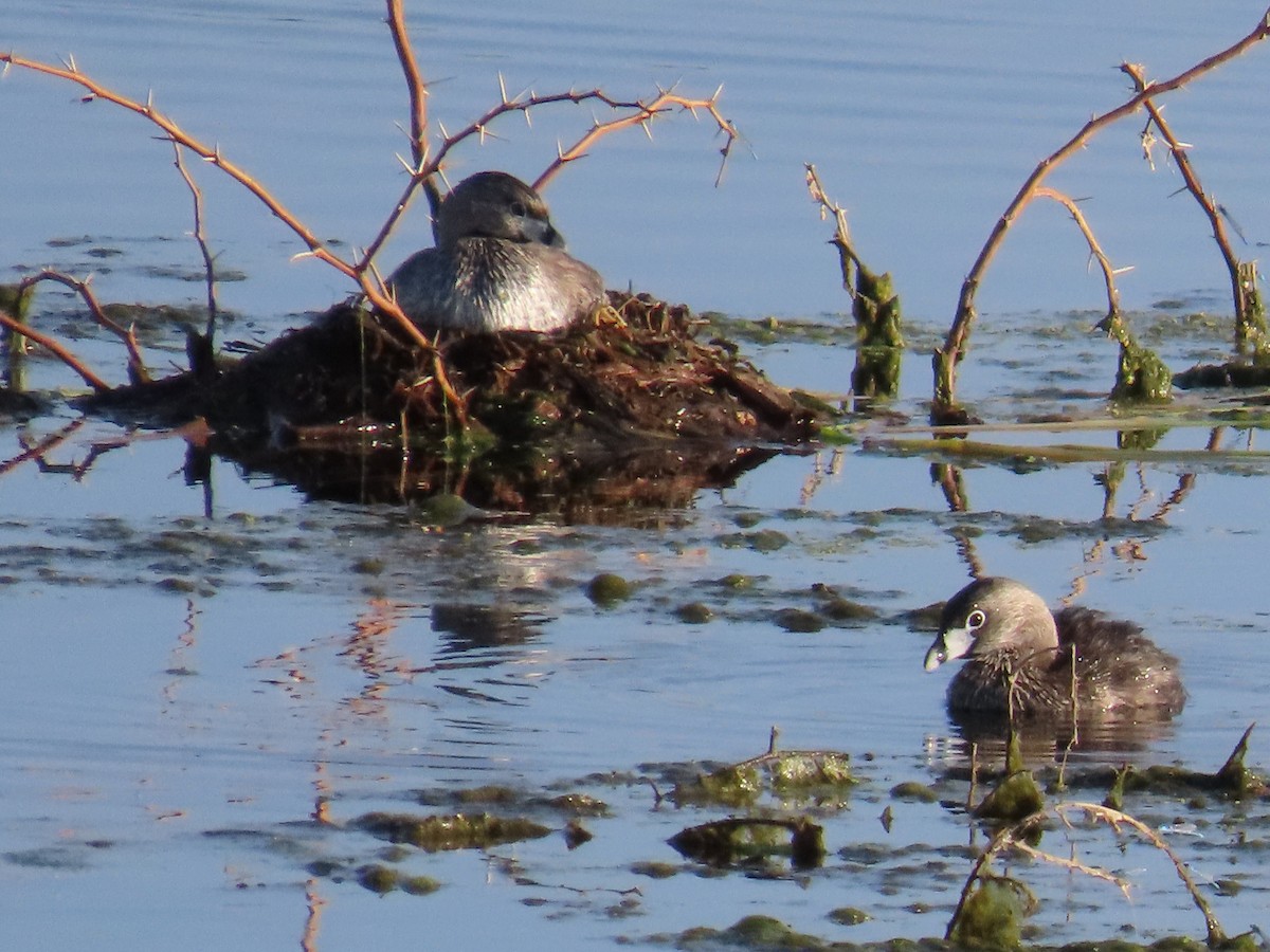 Pied-billed Grebe - ML622171476