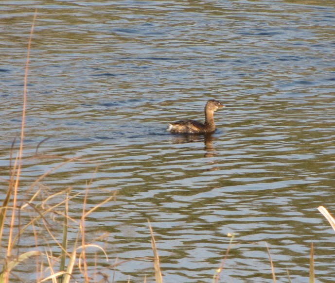 Pied-billed Grebe - Larry Bennett