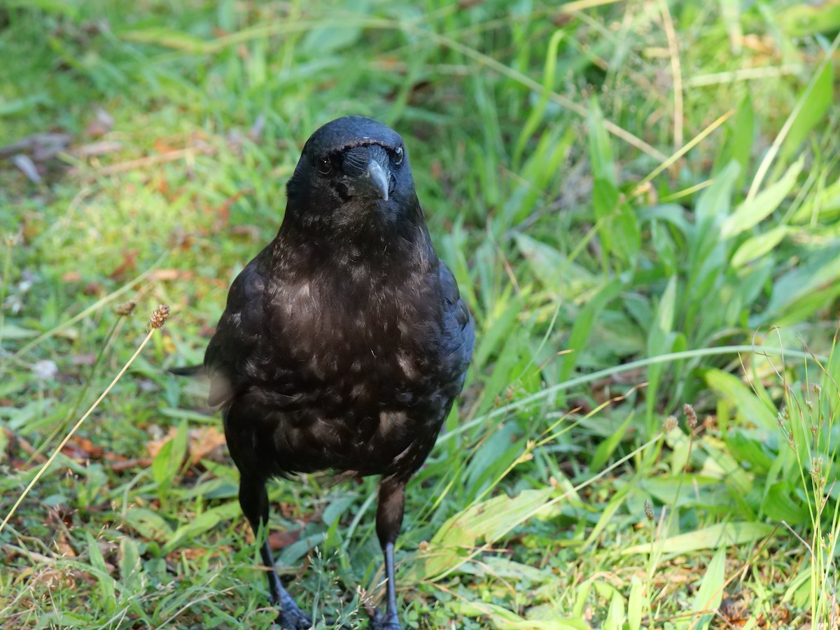 American Crow - ML622171619