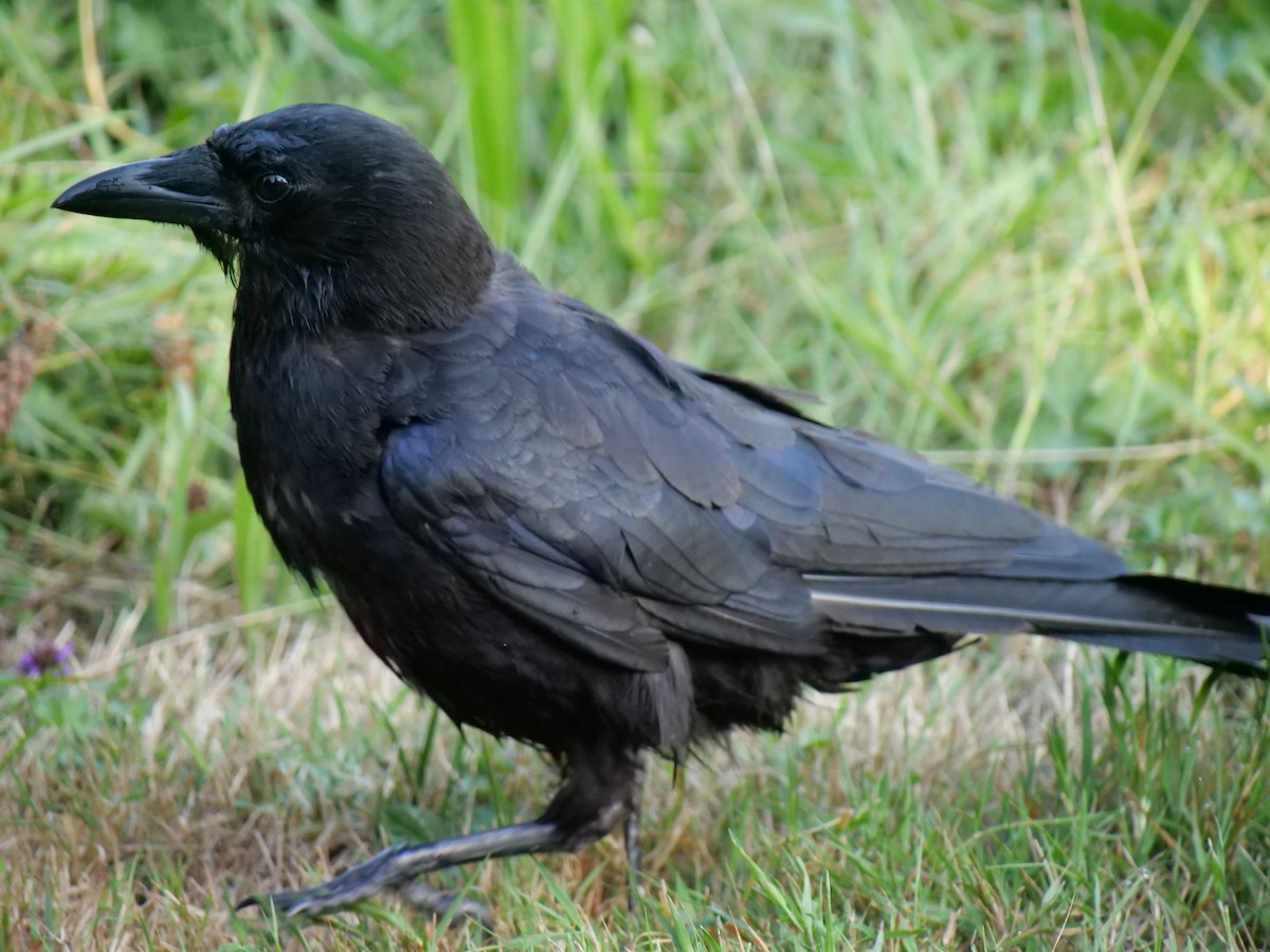 American Crow - ML622171622