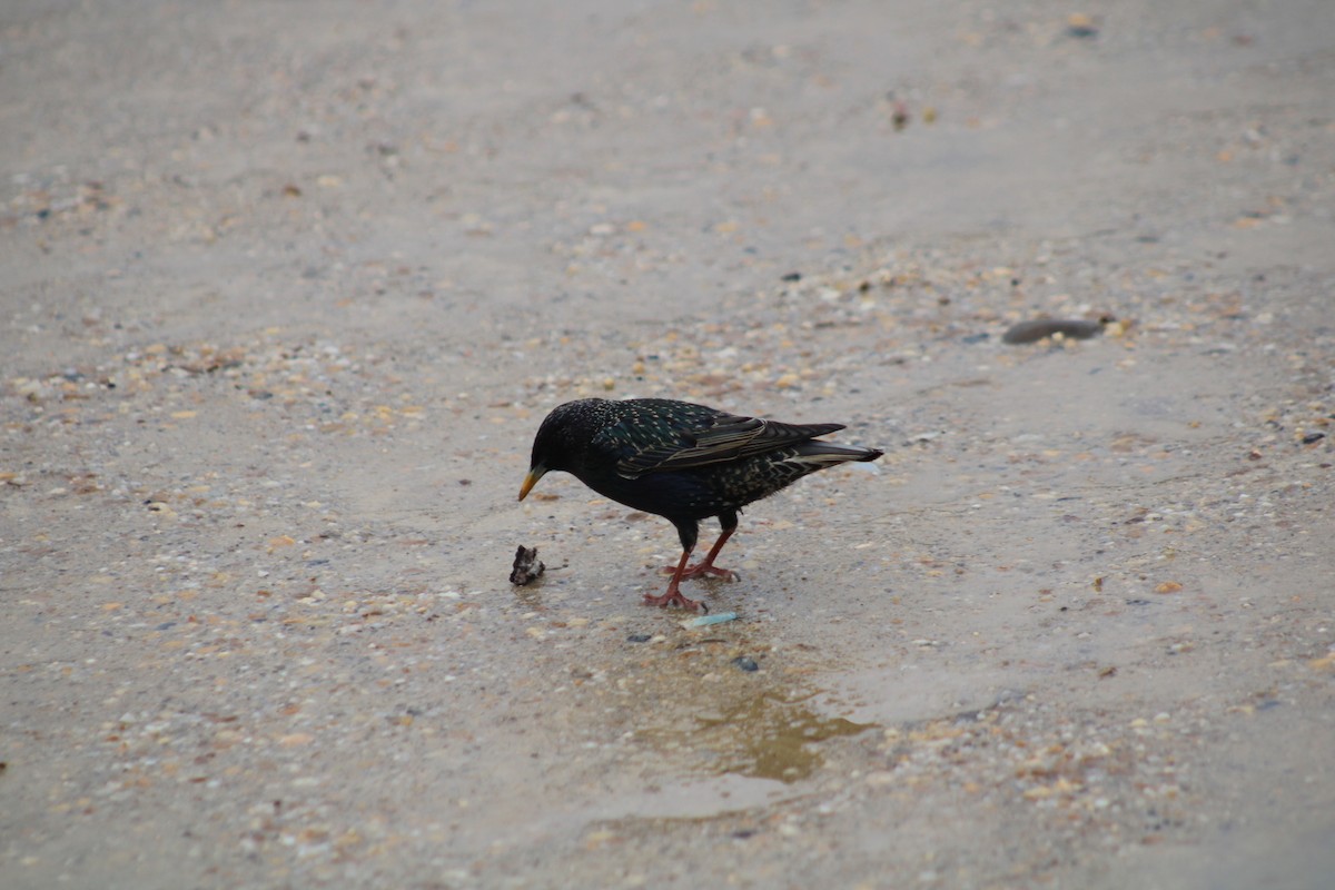 European Starling - Jordi Salguero