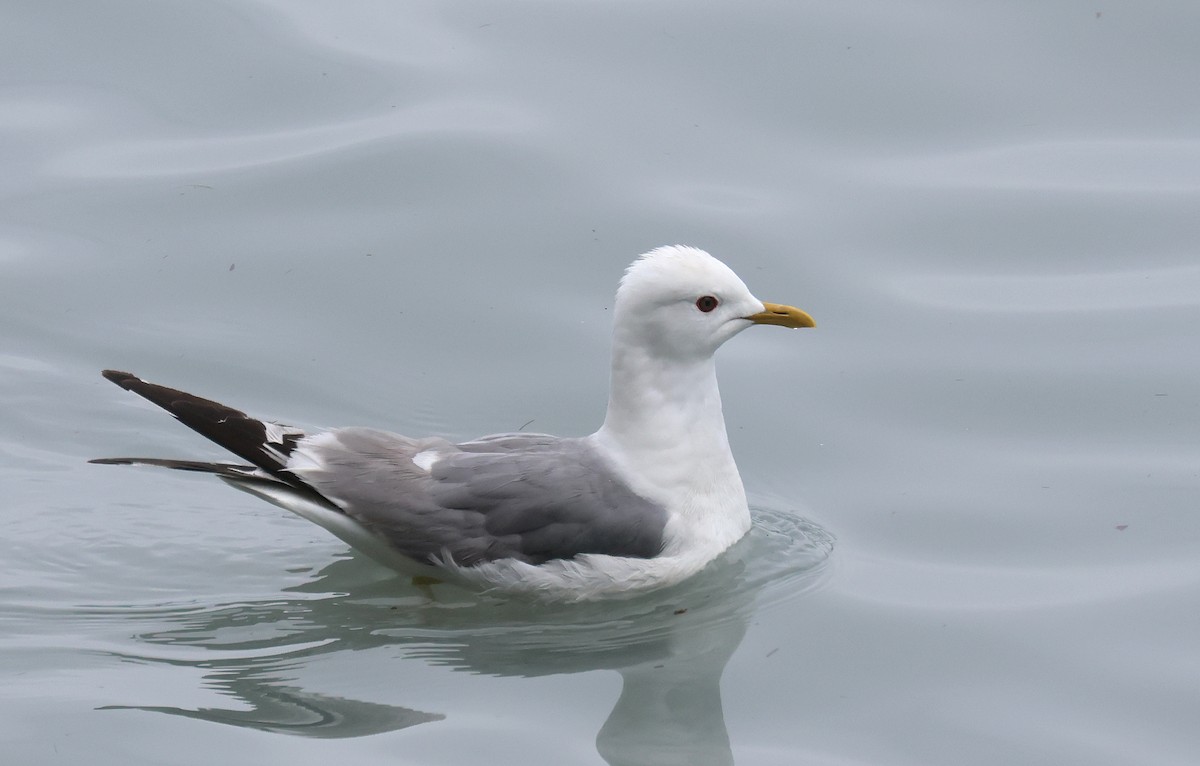 Short-billed Gull - ML622171739