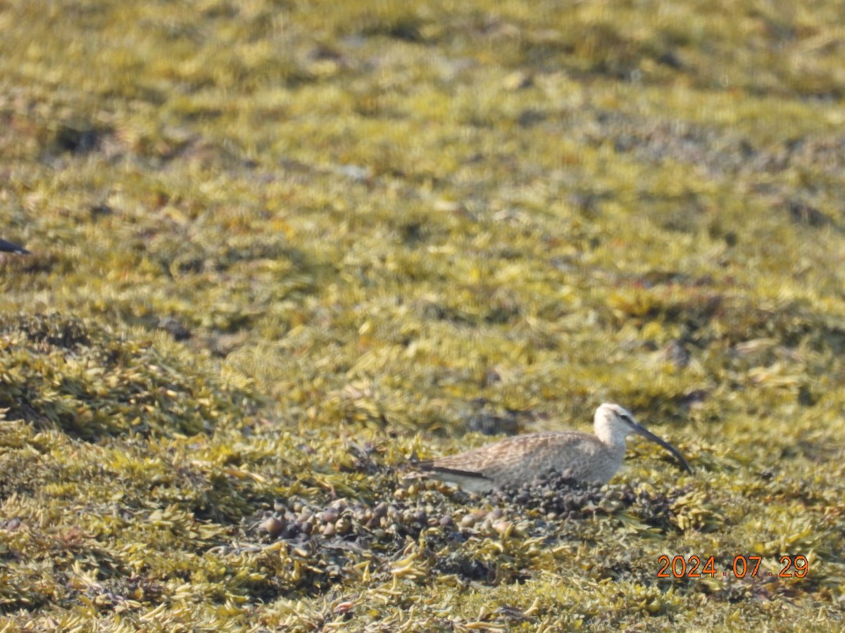 Whimbrel - ML622171802