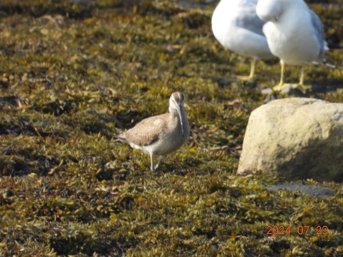 Whimbrel - ML622171803