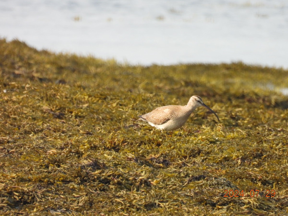 Whimbrel - ML622171804