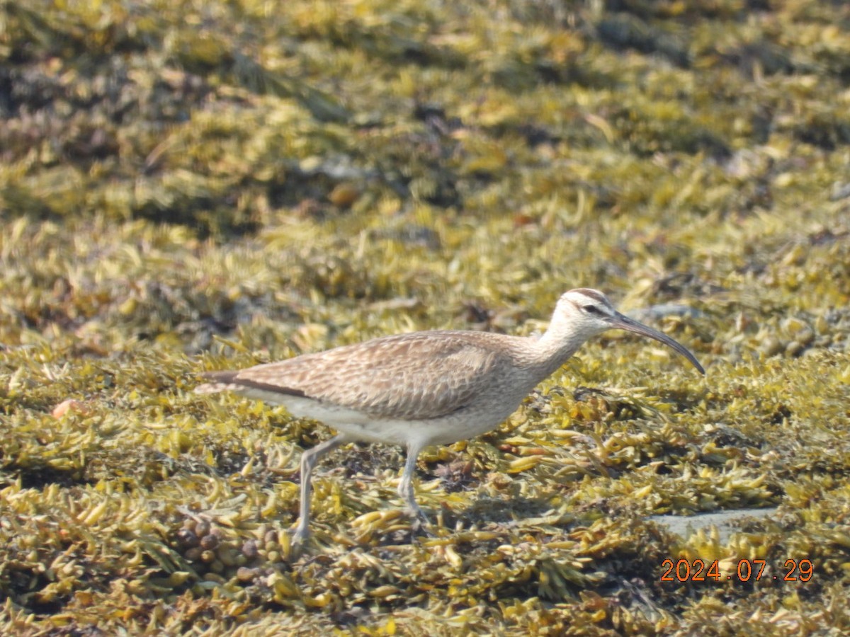 Whimbrel - ML622171805