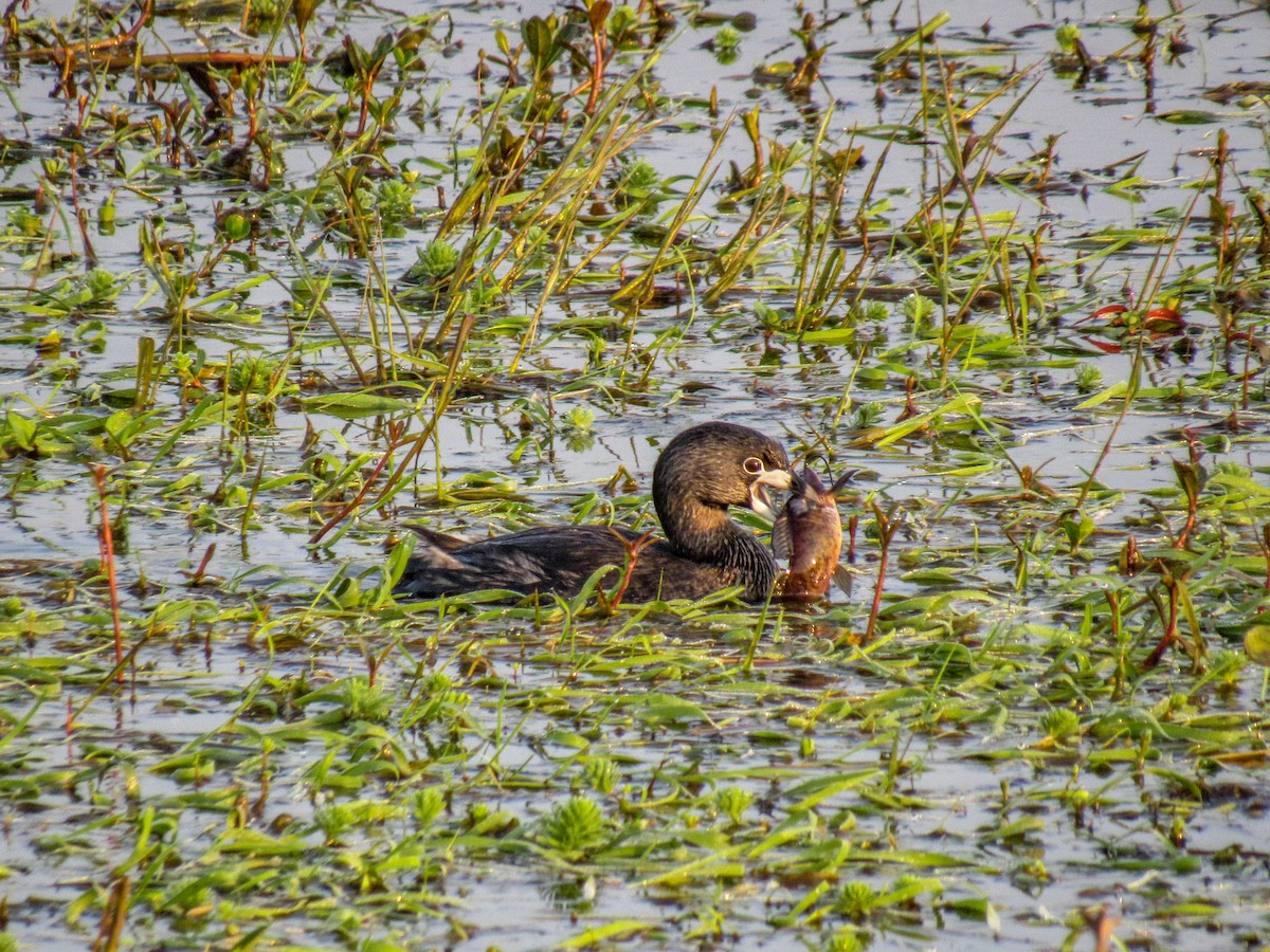 Pied-billed Grebe - ML622171874