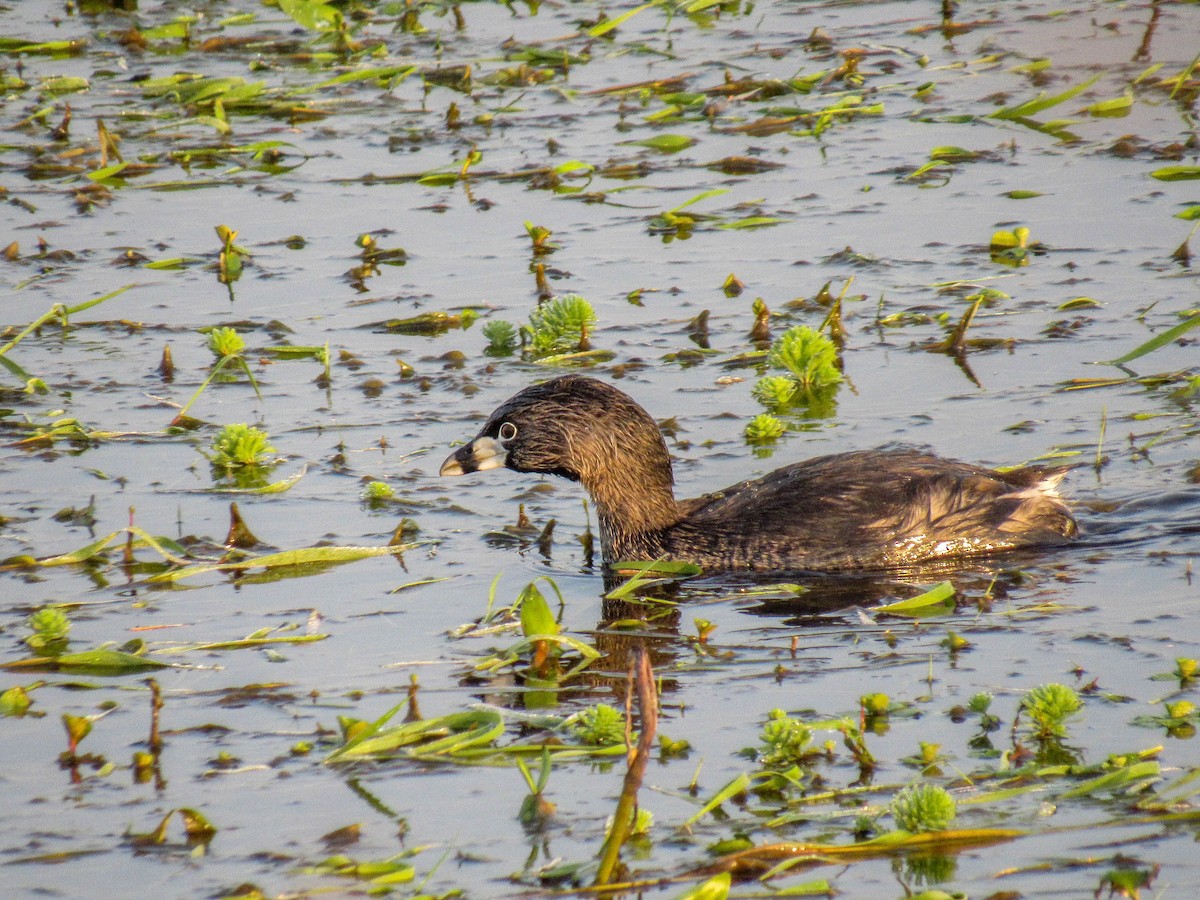 Pied-billed Grebe - ML622171877