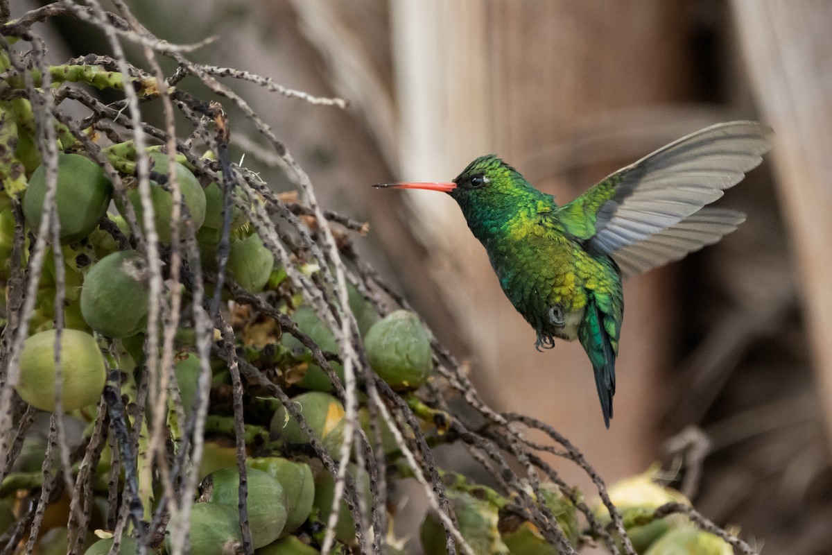 Glittering-bellied Emerald - ML622171885