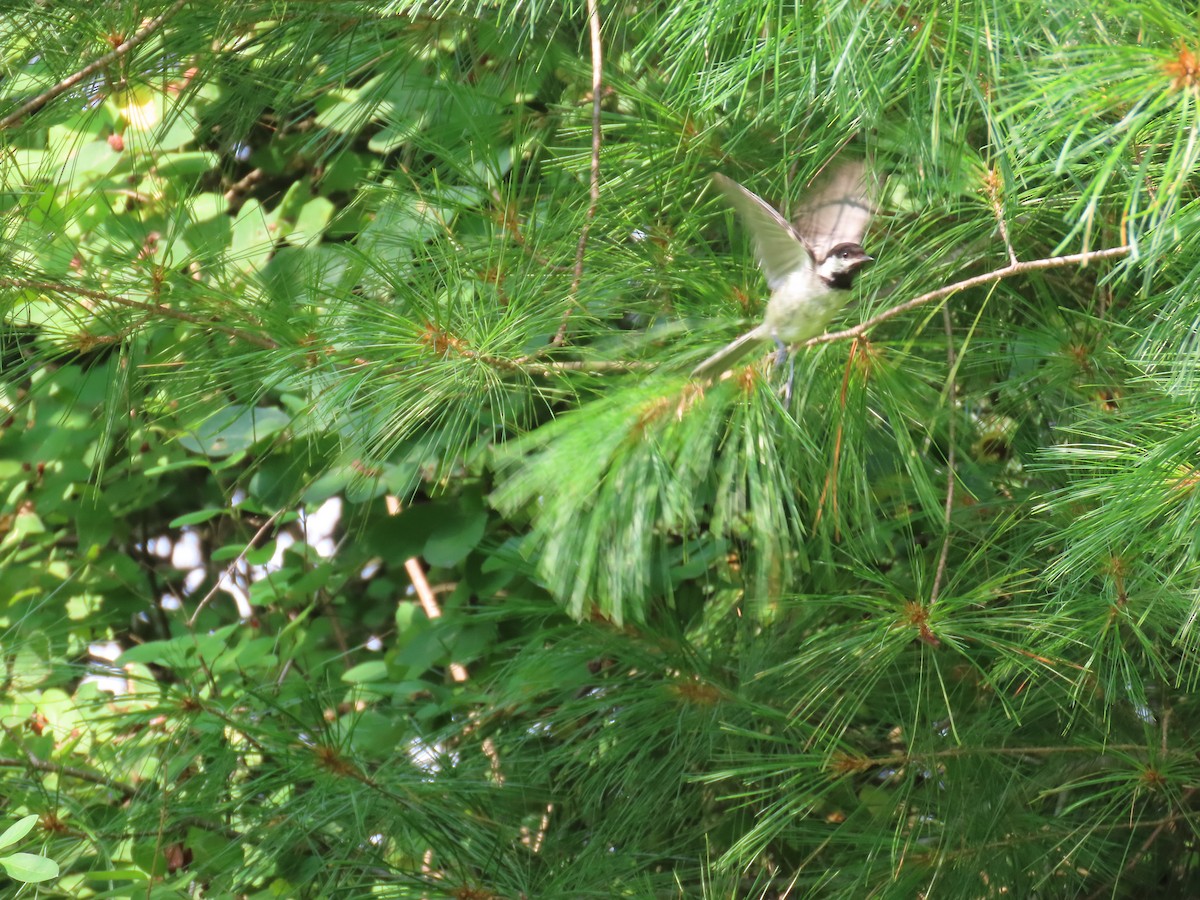 Black-capped Chickadee - ML622171887