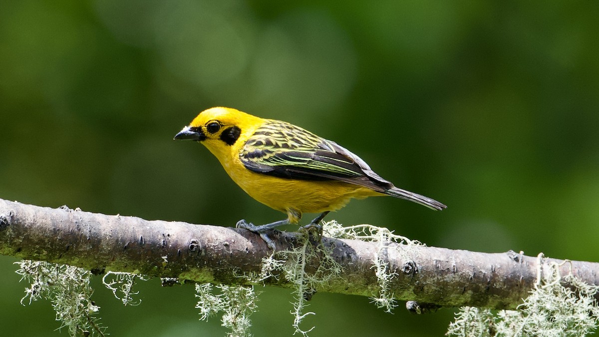 Golden Tanager - ML622171889