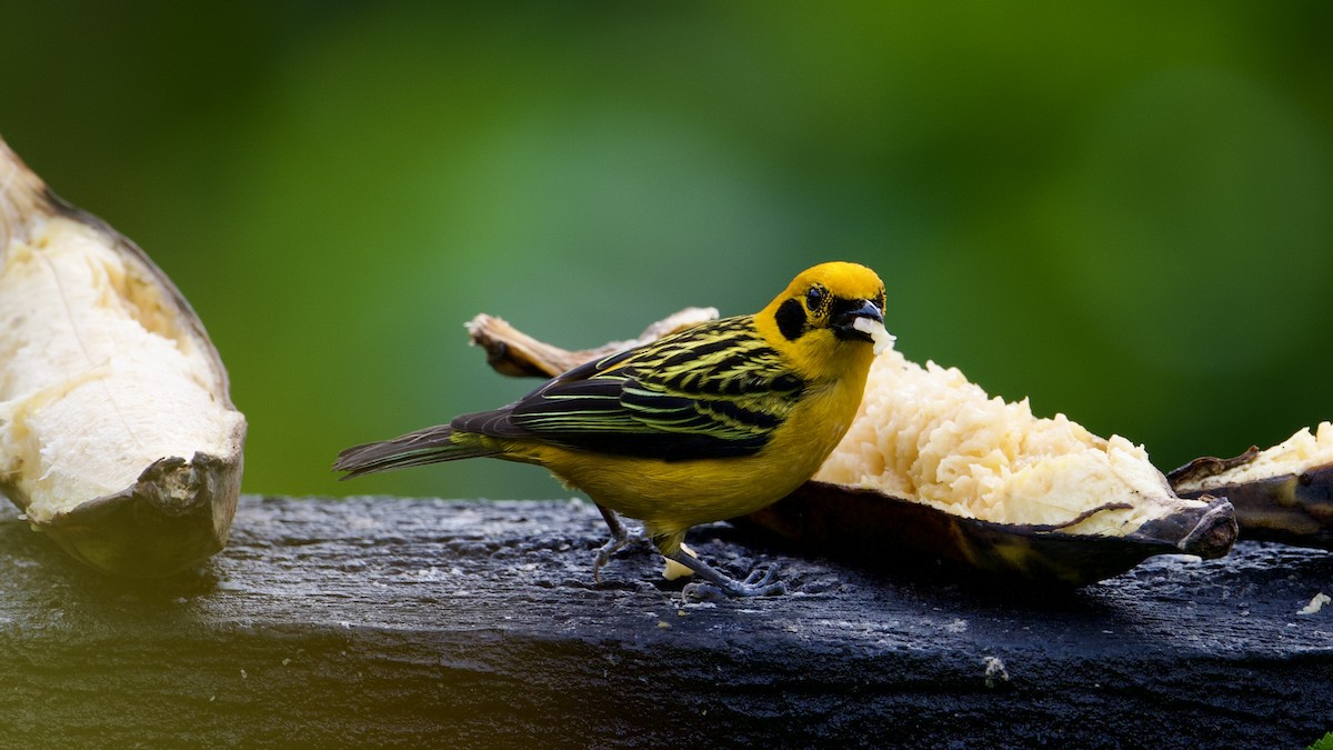 Golden Tanager - ML622171892