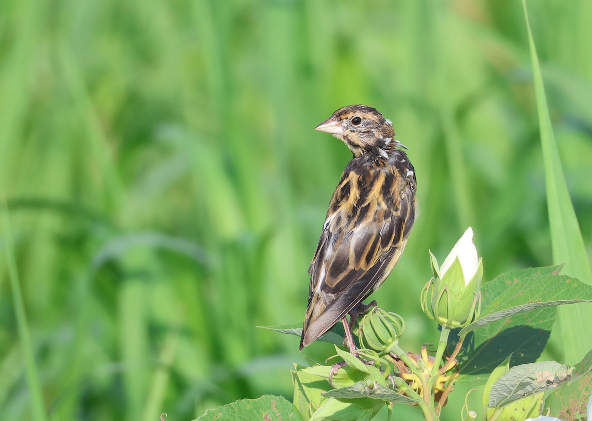 Bobolink - Jeff Holmes