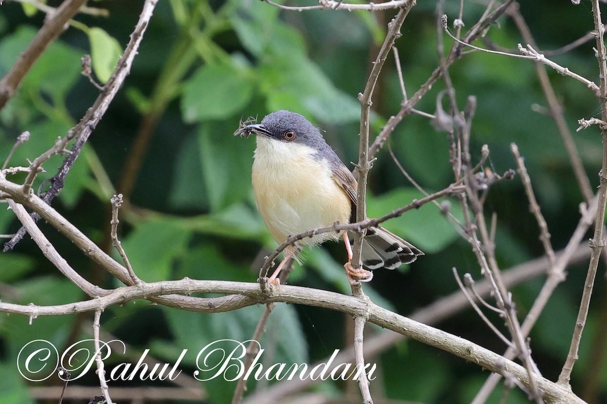 Ashy Prinia - ML622171894