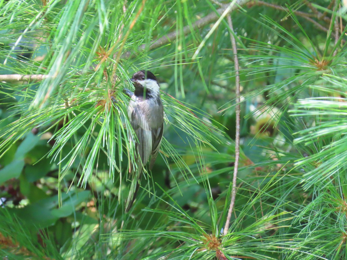 Black-capped Chickadee - ML622171907