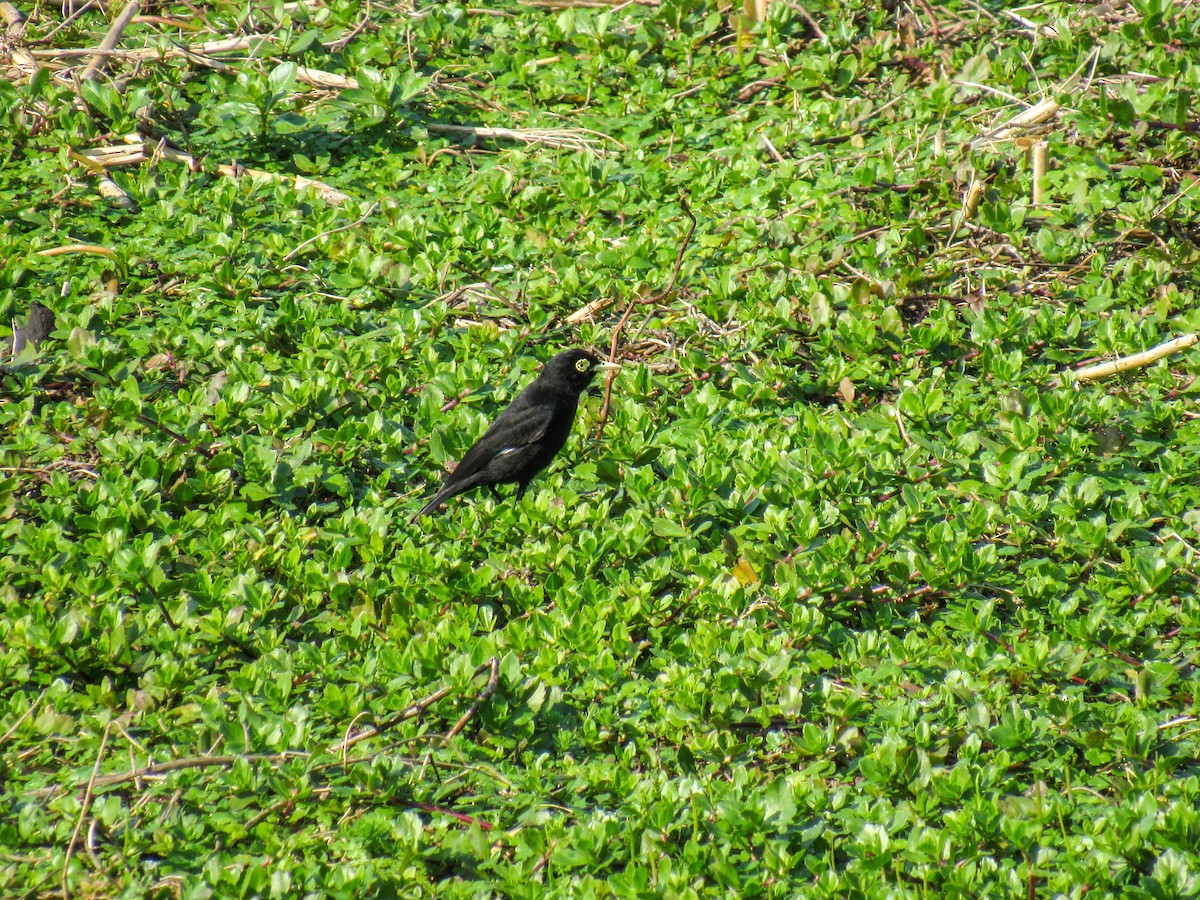 Spectacled Tyrant - ML622171985