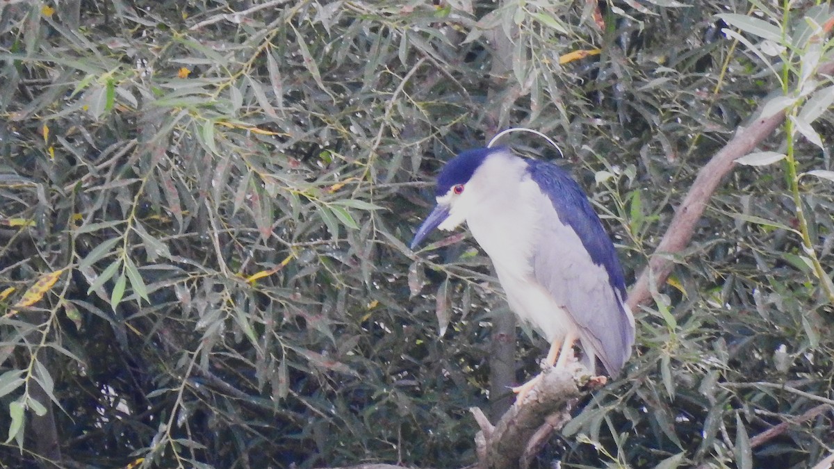 Black-crowned Night Heron - Mike Ellery