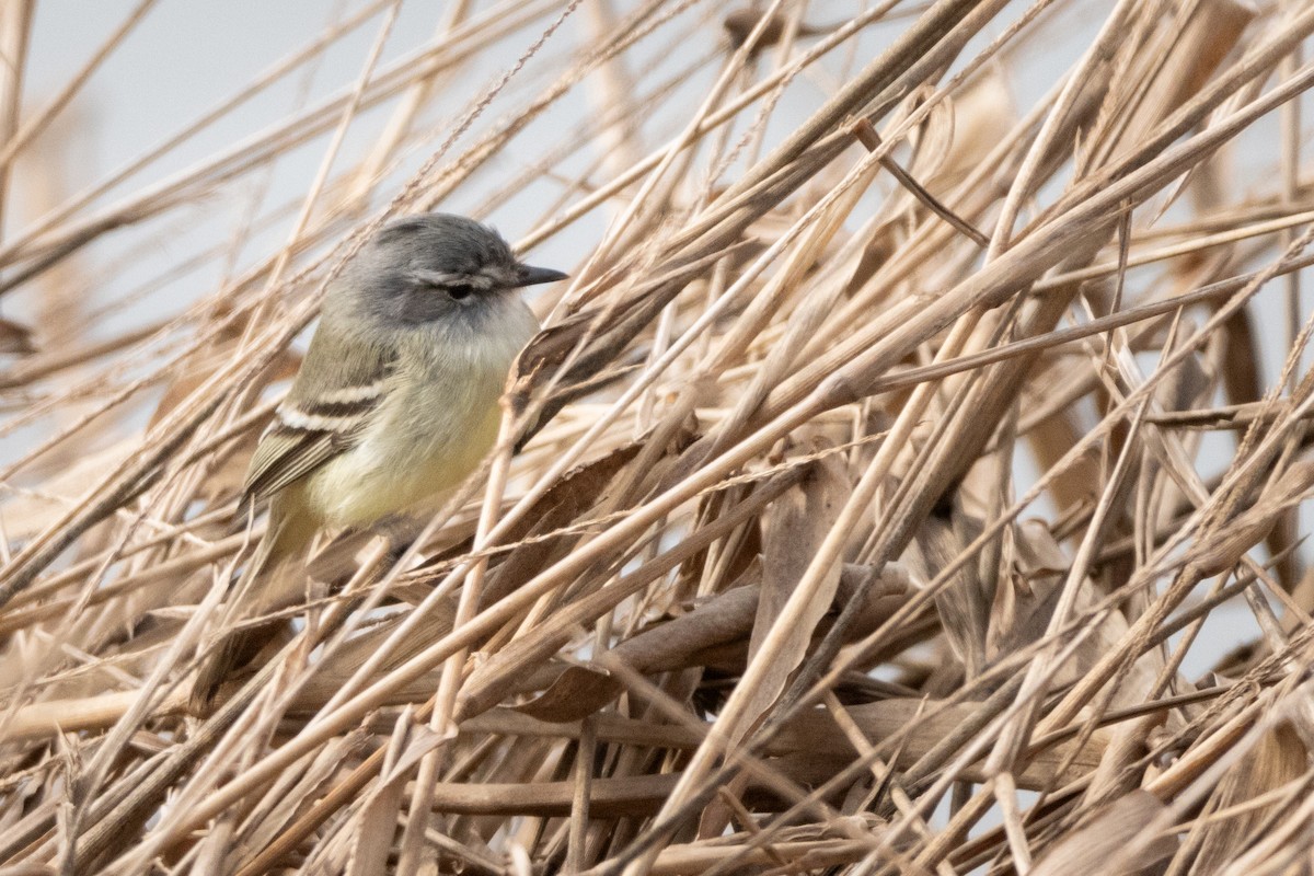 Straneck's Tyrannulet - ML622172094