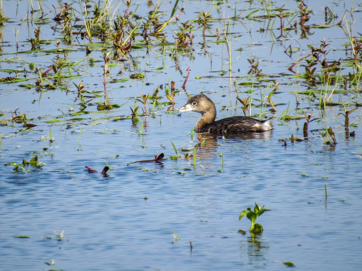 Pied-billed Grebe - ML622172098