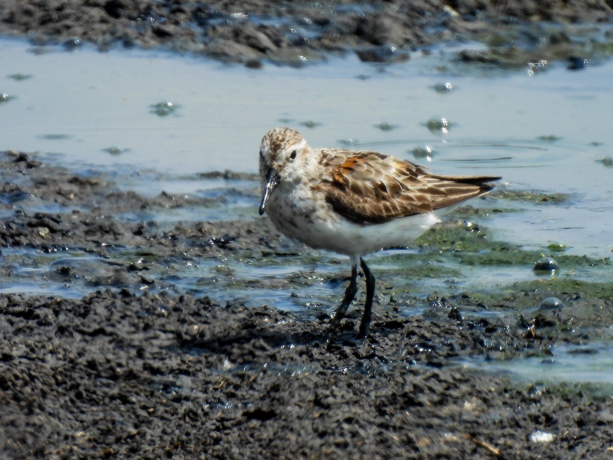 Western Sandpiper - ML622172168