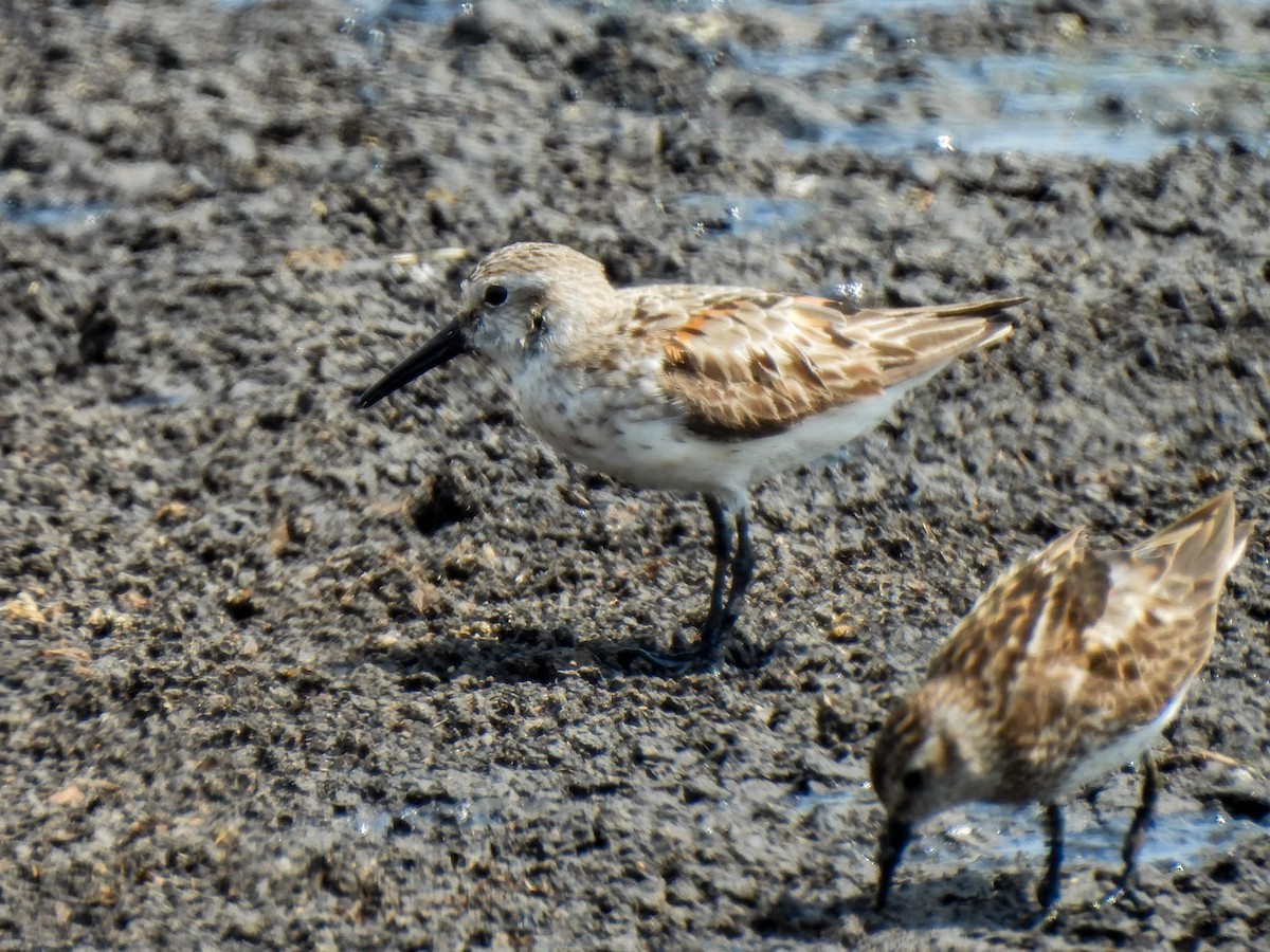 Western Sandpiper - ML622172169