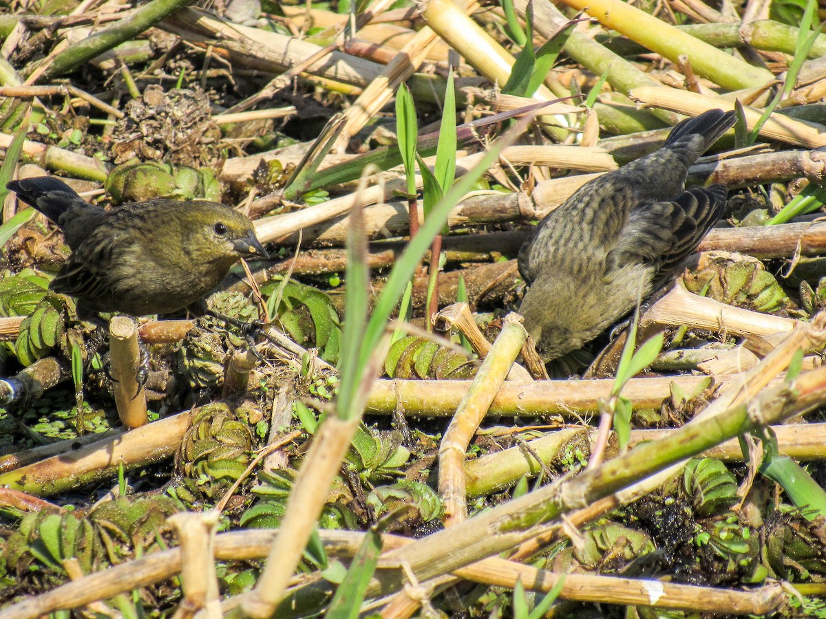 Chestnut-capped Blackbird - ML622172170