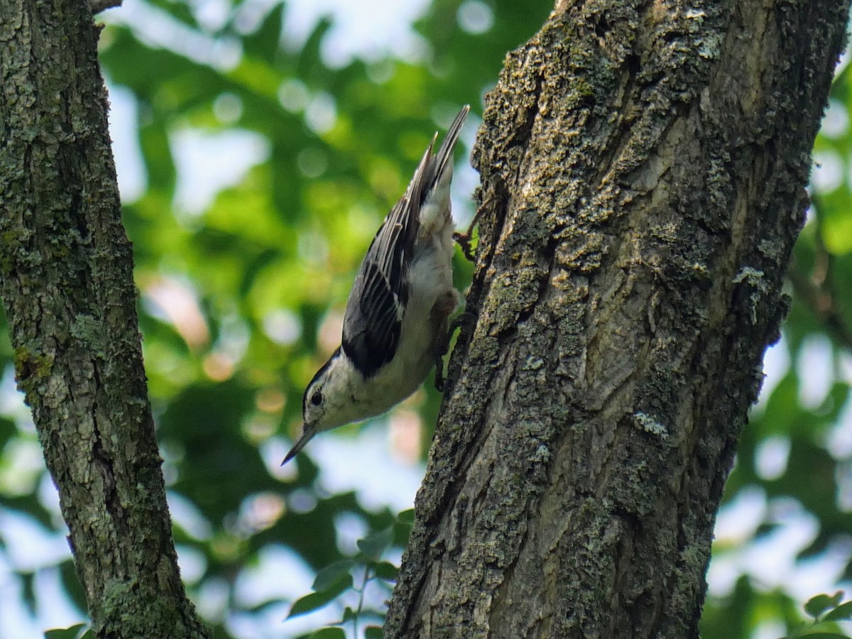 White-breasted Nuthatch - ML622172171