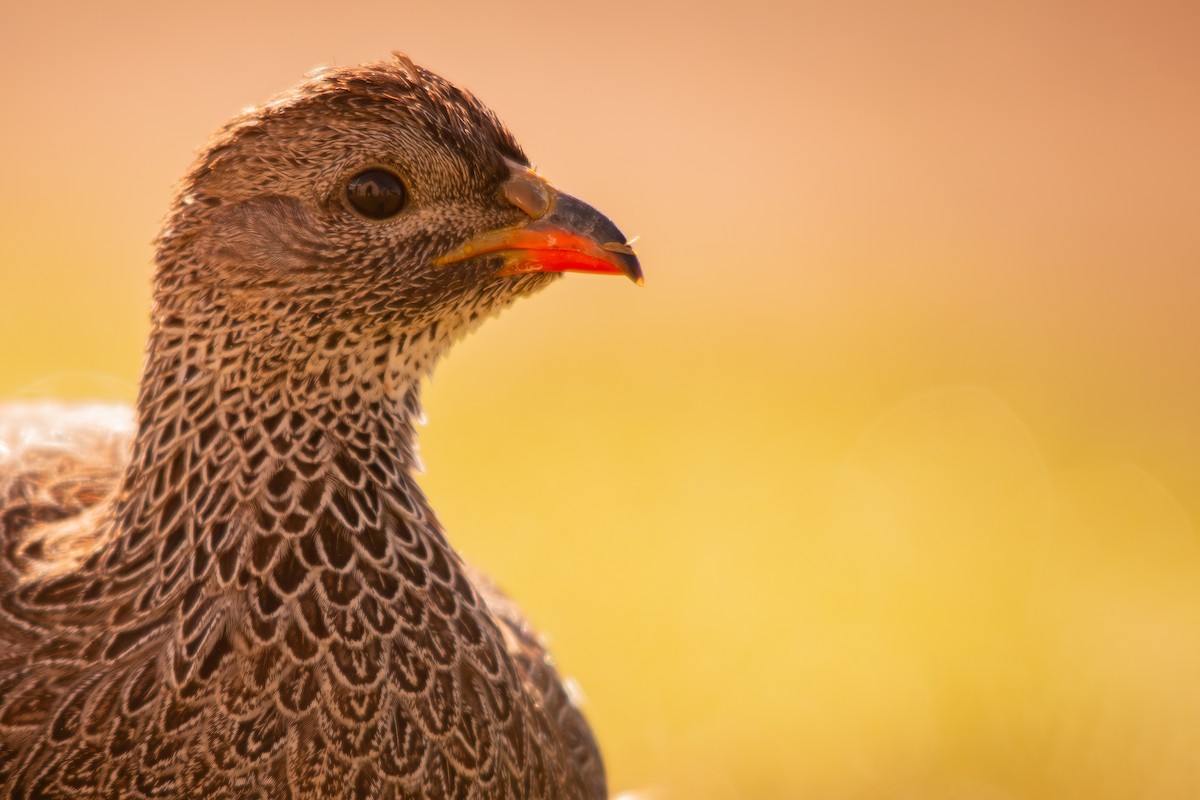 Cape Spurfowl - ML622172173