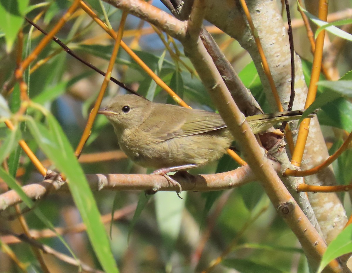 Common Yellowthroat - ML622172174