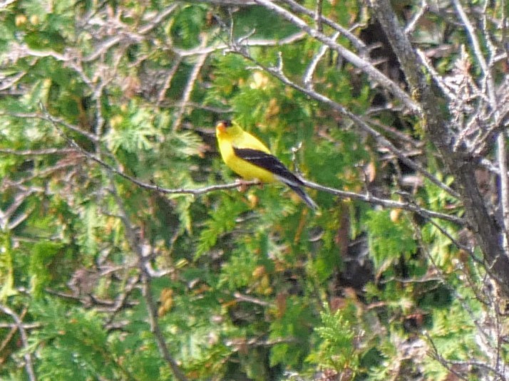 American Goldfinch - Cécile Charlton